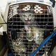 Illustration for article titled 64 Lucky Shelter Animals Got Flown Out Of Texas After Hurricane Harvey